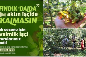 Fındık Dalda, Aklın İşçide Kalmasın Projesi 7. Sezonuna Hazır